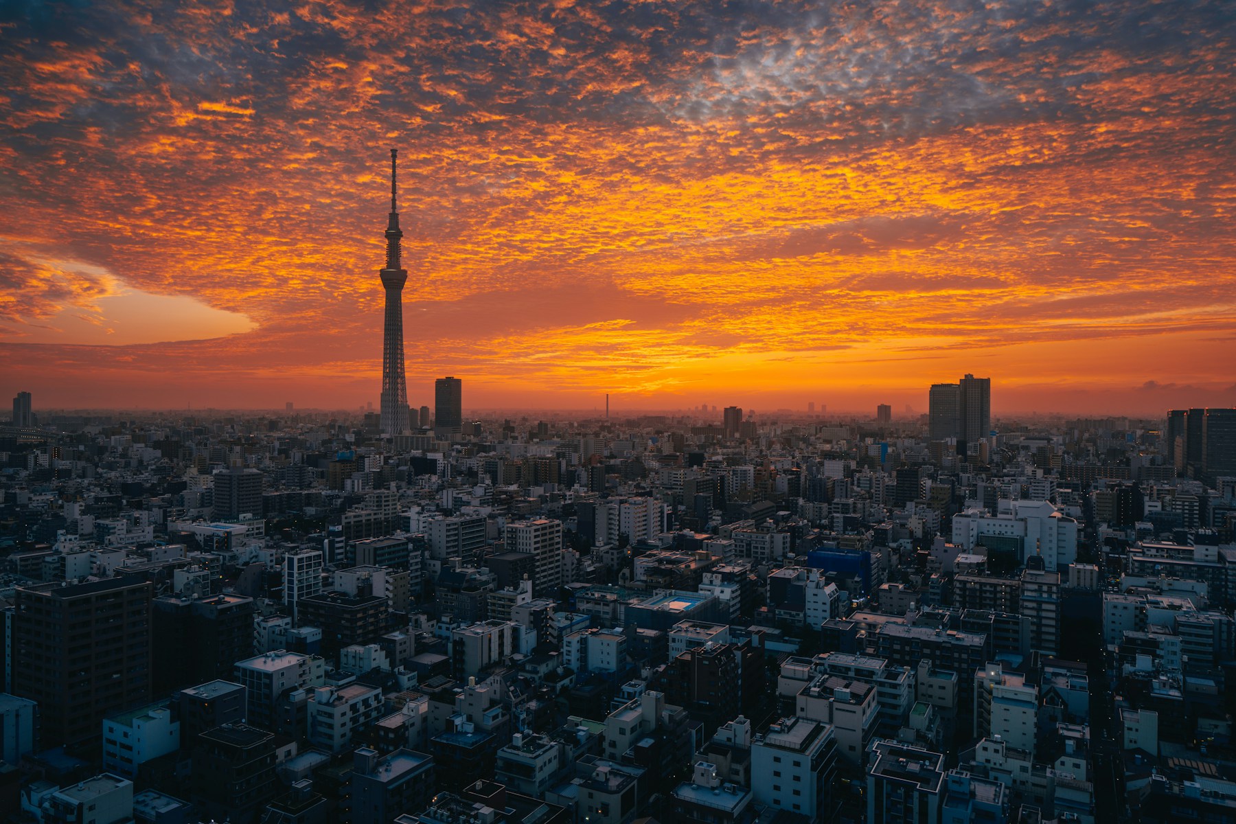Tokyo Skytree rising over the Tokyo skyline at orange sunset