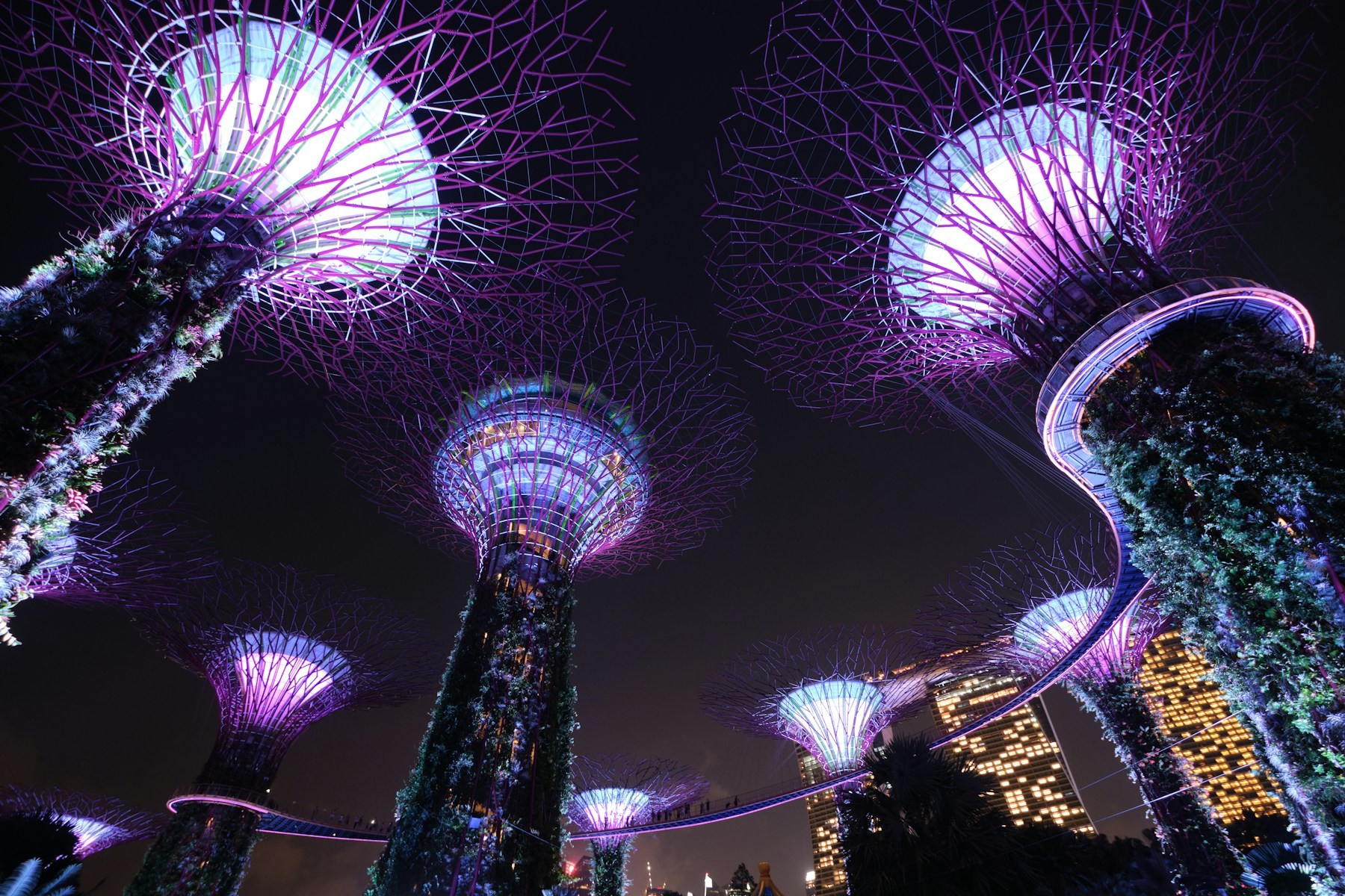 Gardens by the Bay Supertree Grove at night