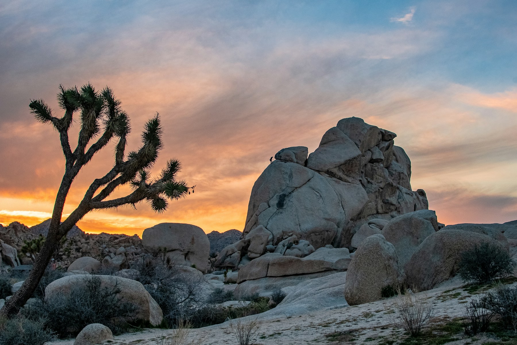 Joshua tree silhouetted against a desert sunset at Hidden Valley in Joshua Tree National Park