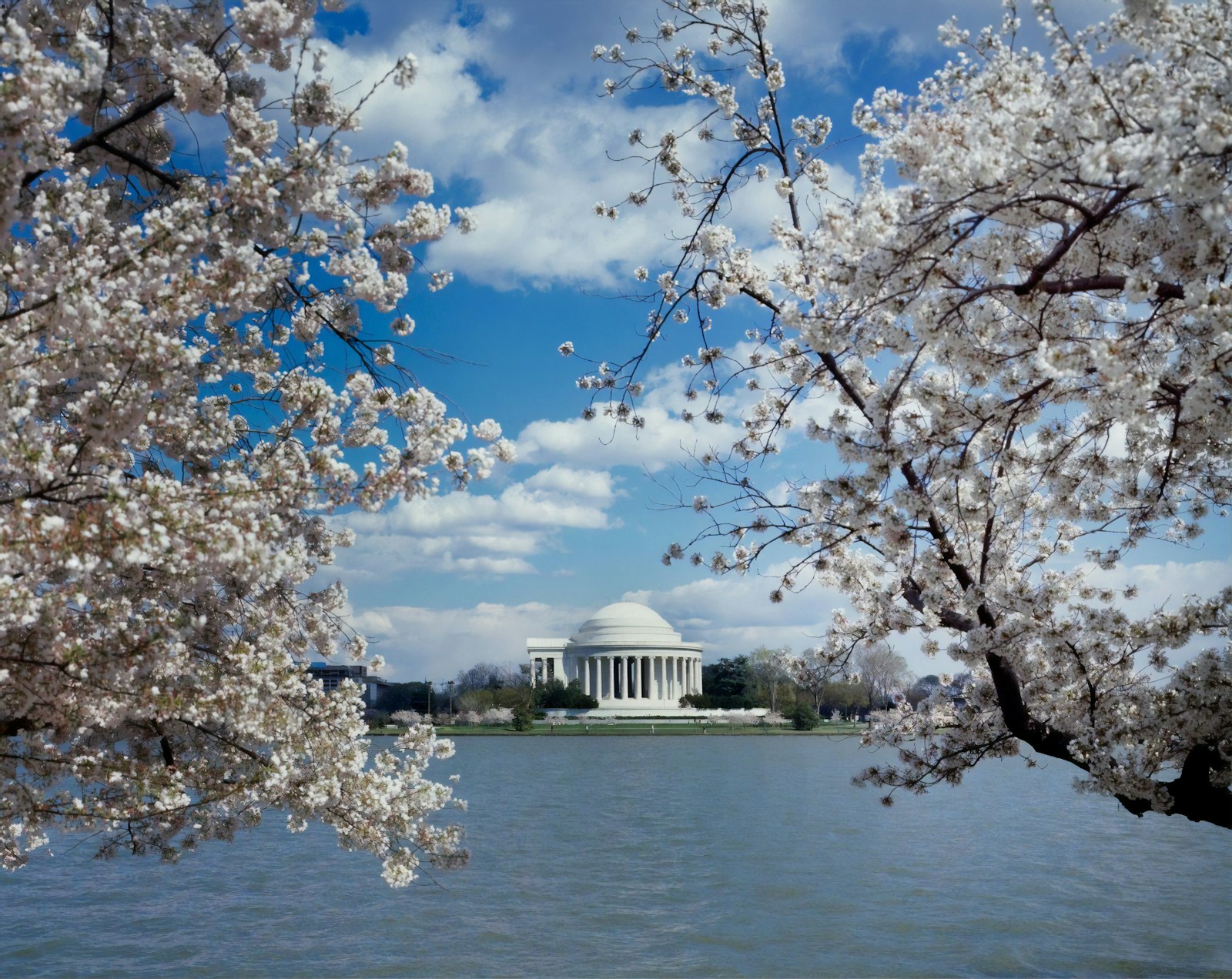 Jefferson Memorial framed by cherry blossoms across the Tidal Basin