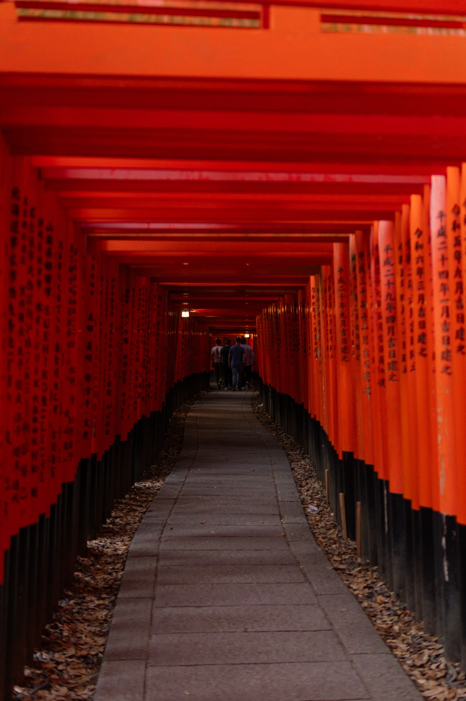 A lone visitor walks through the vermilion torii tunnel at Fushimi Inari in Kyoto