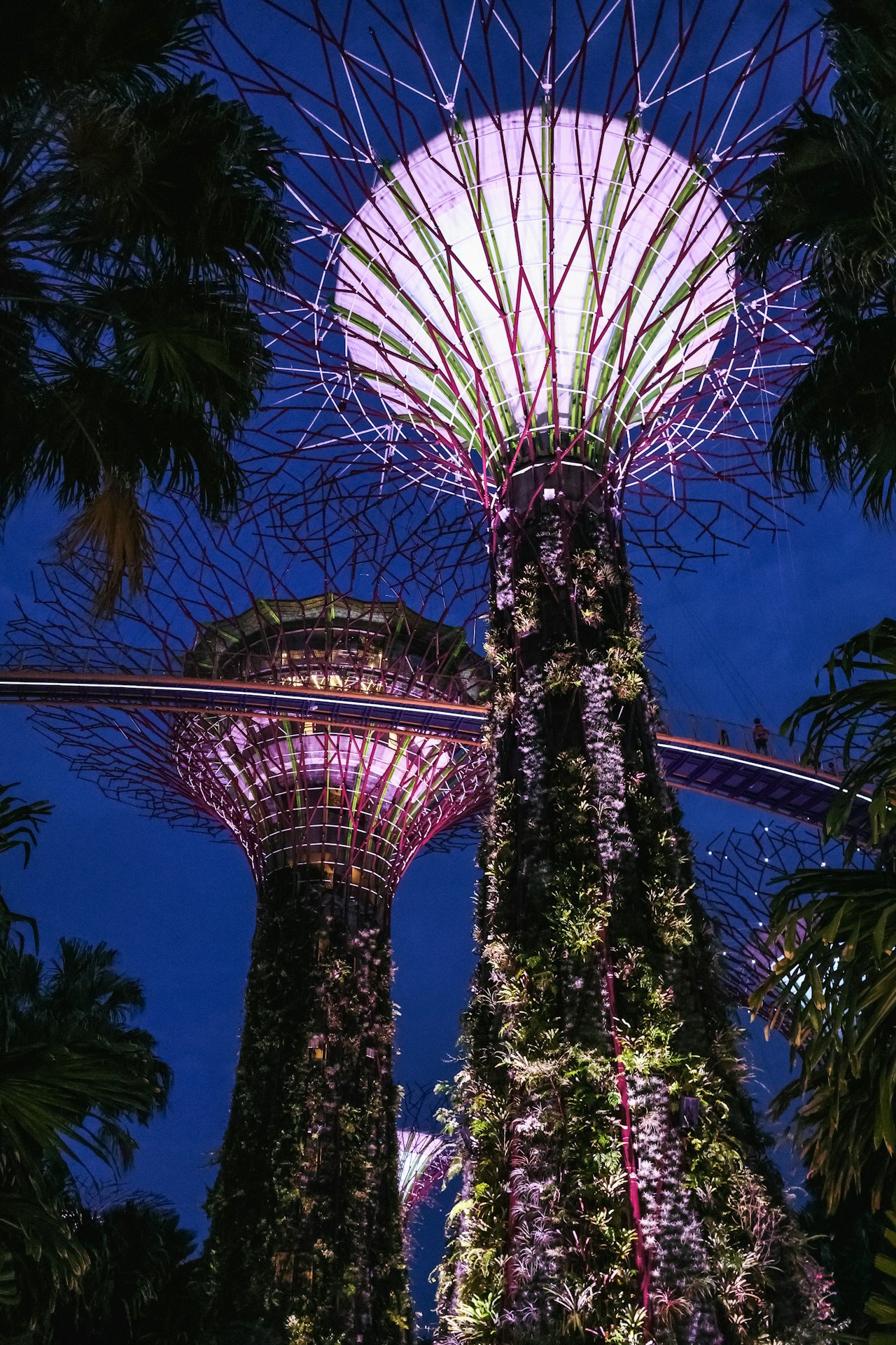 Supertree Grove at Gardens by the Bay, Singapore