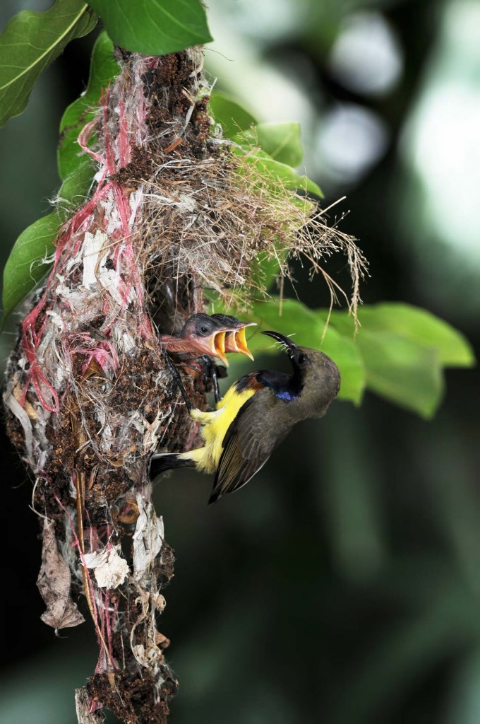 Small dark bird at a hanging nest woven beneath green leaves.