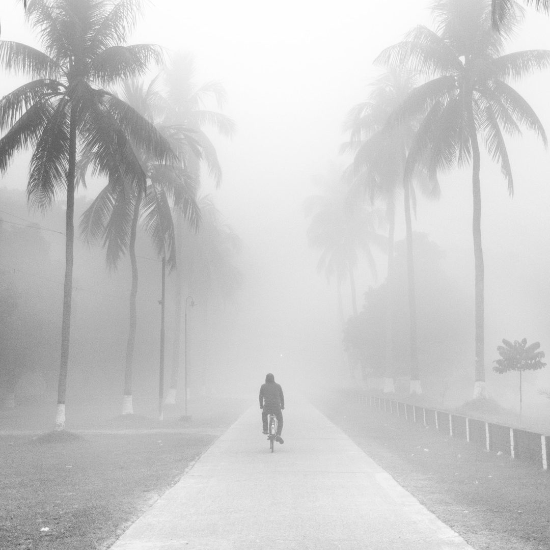 A person riding along a palm-lined road that fades into thick fog.