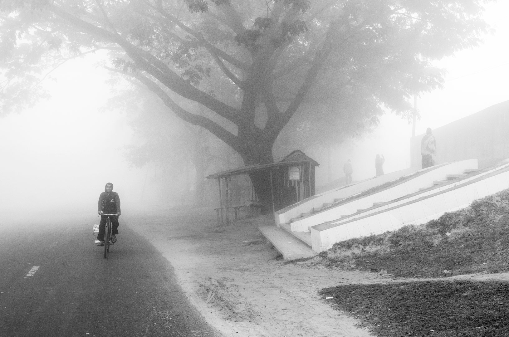 A rider passing a large tree along a foggy road.