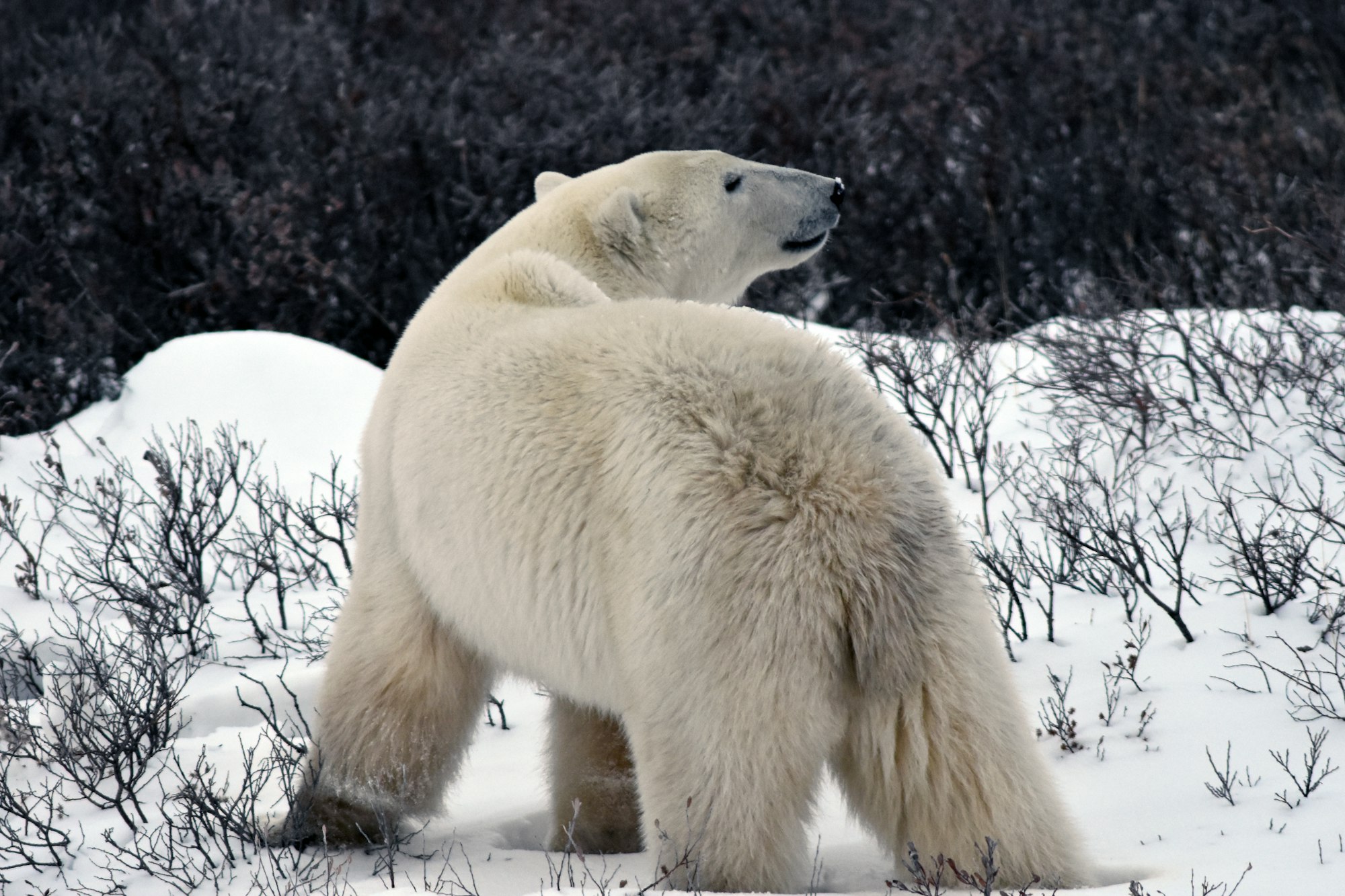 Polar bear walking on the tundra near Churchill, Manitoba
