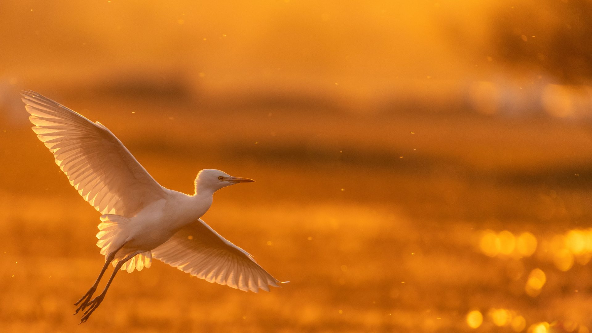Egret in flight over a marsh at sunset