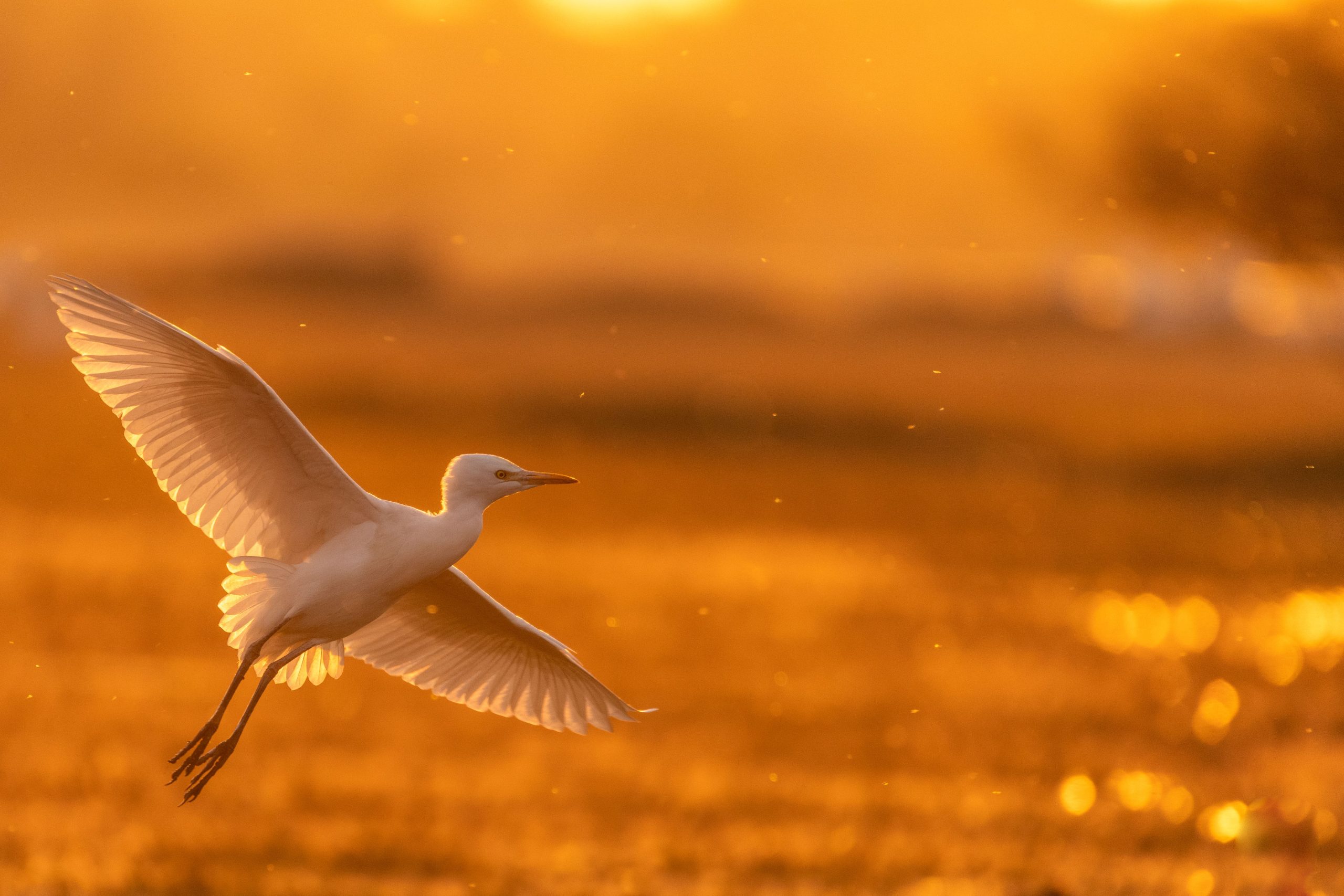 Nikon Z6 III Settings for Wildlife Photography