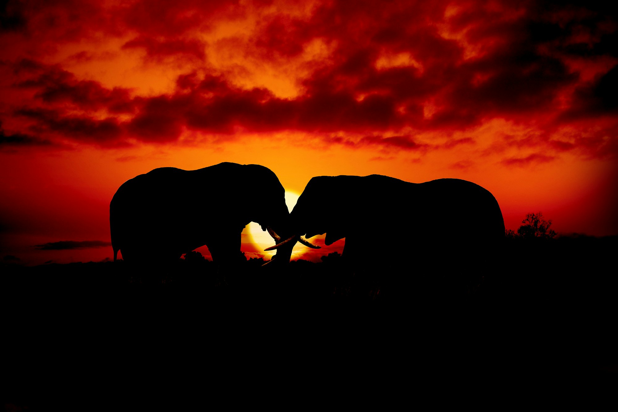 Two elephants silhouetted against a red sunset sky
