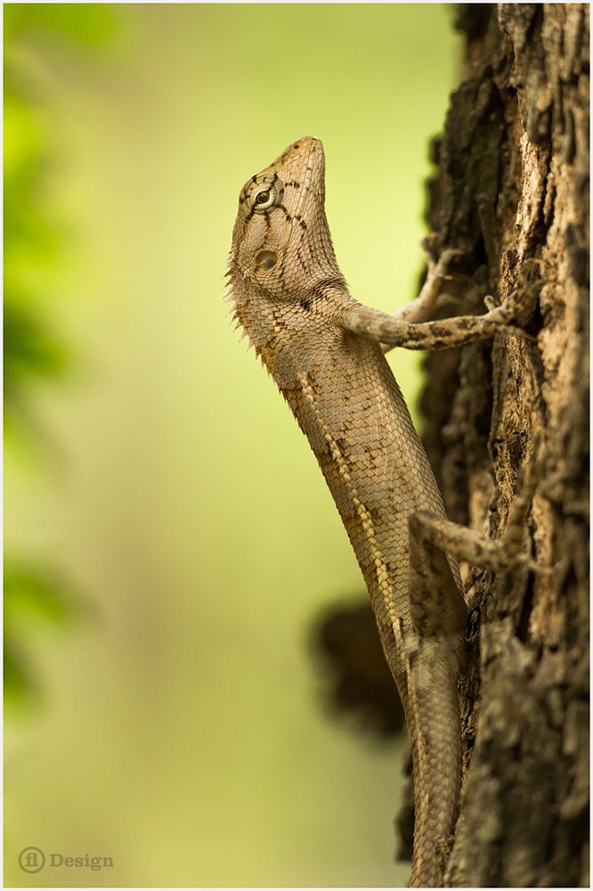 A tan lizard climbs a tree trunk against a soft green background - The colors of Thailand by Frank Leinz