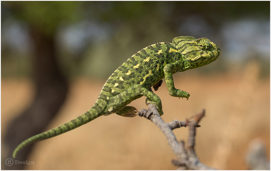 The Ugly Guys of Portugal: Frank Leinz’s Wildlife Photos