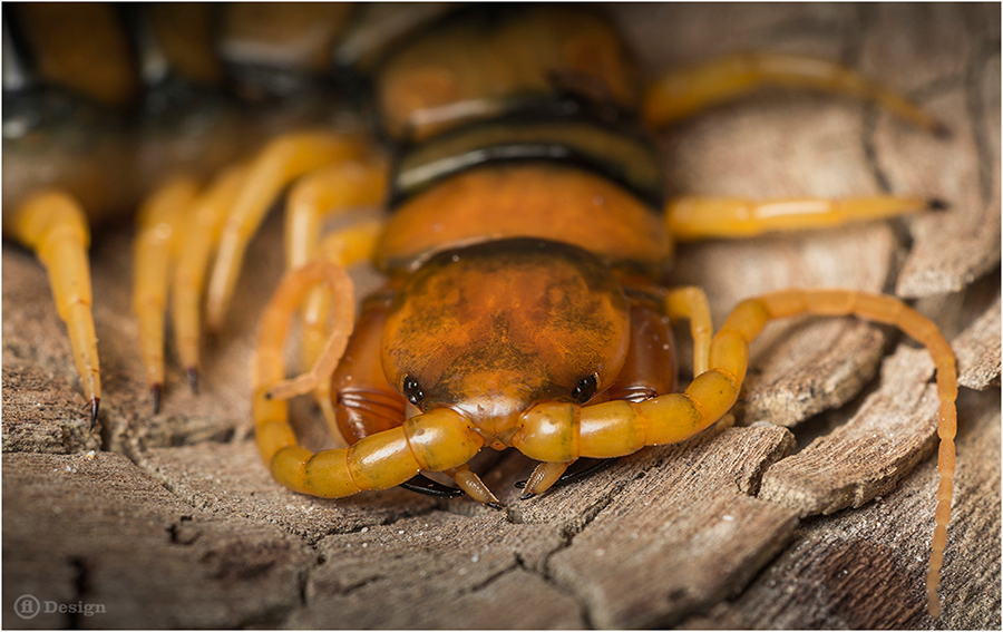 Close-up of a yellow-orange centipede among dry wood and soil.