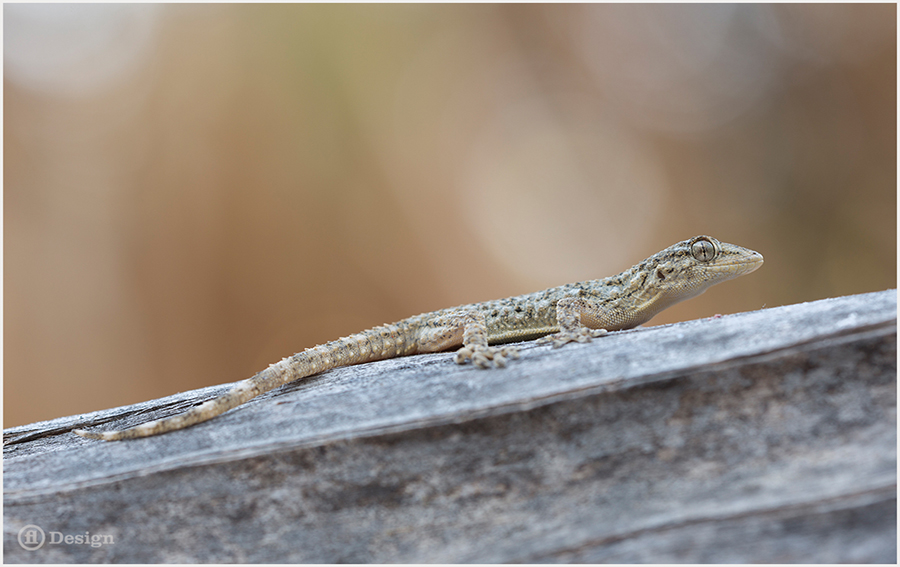 Small lizard stretched along a weathered wooden rail.