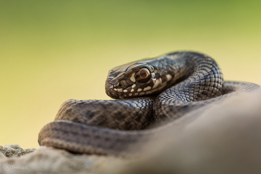 Dark patterned snake coiled on a rock, its head in focus.
