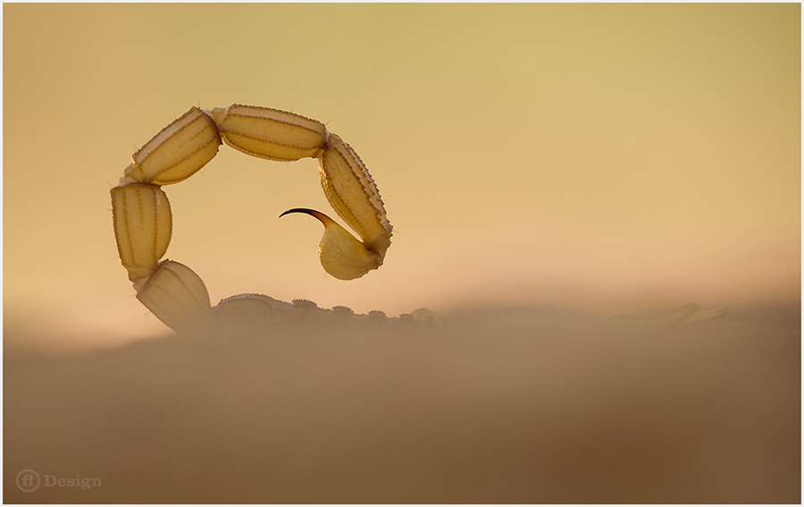 Scorpion tail arched above a sandy surface in close-up.