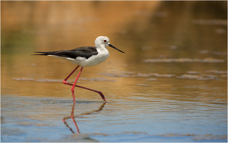 Black-and-white wading bird with long red legs walking through shallow water.