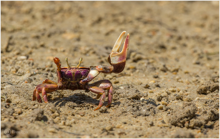 Small crab on sand with one enlarged claw raised.