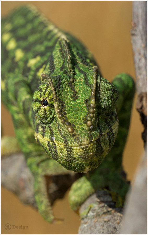Close-up of a green chameleon gripping a branch.