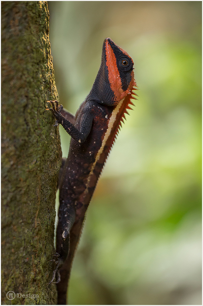 A dark brown and orange lizard clings to a tree trunk - The colors of Thailand by Frank Leinz