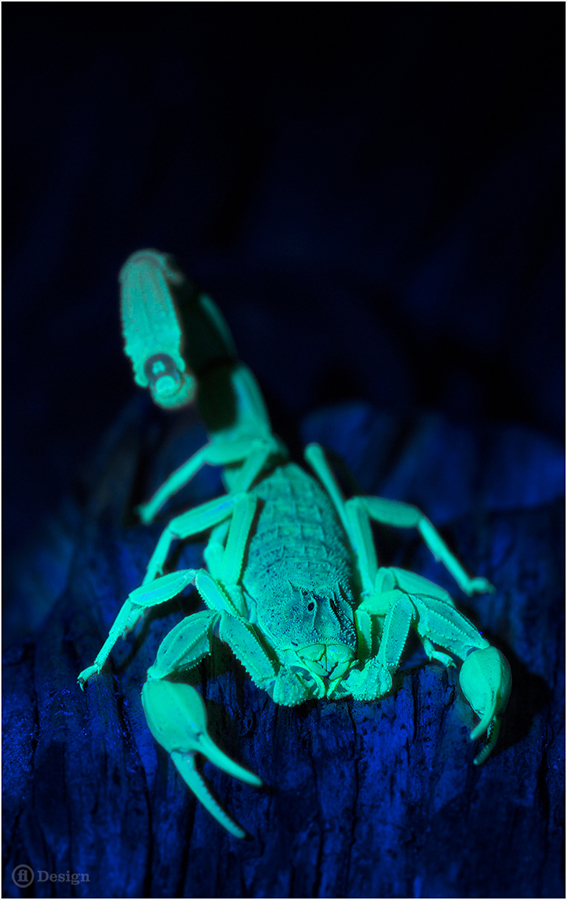 Scorpion glowing bright blue-green under ultraviolet light against a dark background.