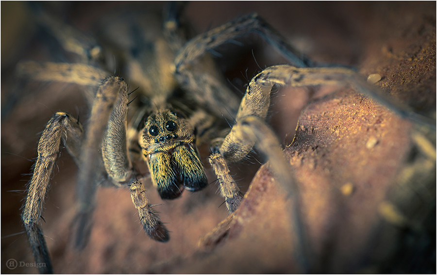 Close-up of a spider perched on a rocky surface.