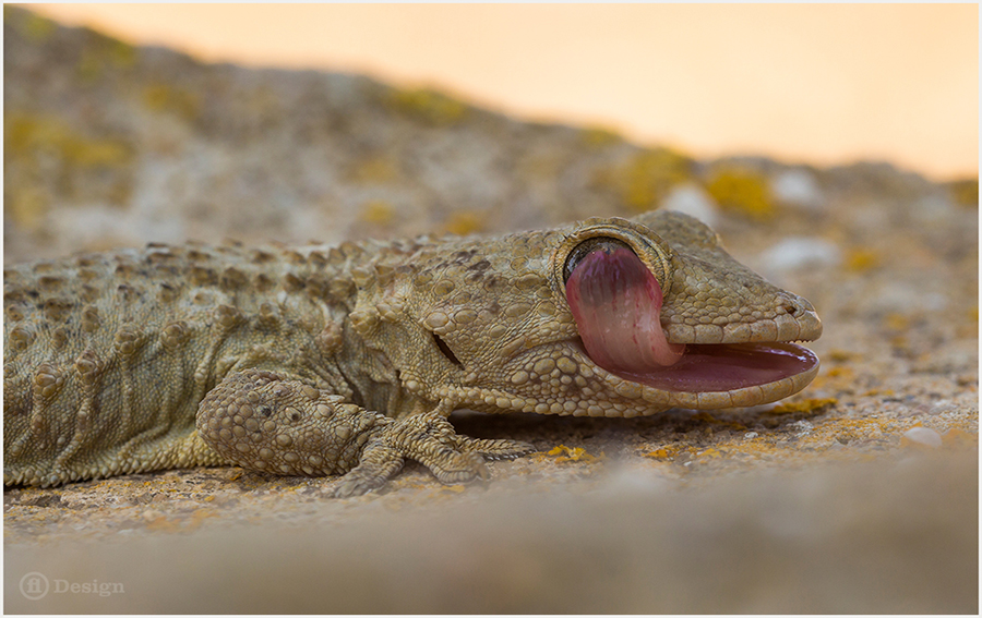 Lizard resting on a rock with its mouth open and tongue visible.
