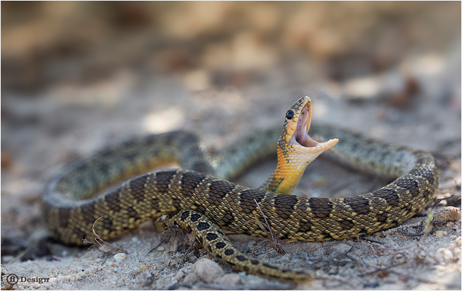 Patterned snake coiled on sandy ground with its mouth open.