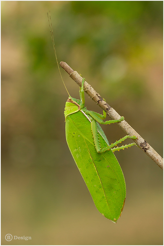 A bright green leaf-like katydid hangs from a twig - The colors of Thailand by Frank Leinz