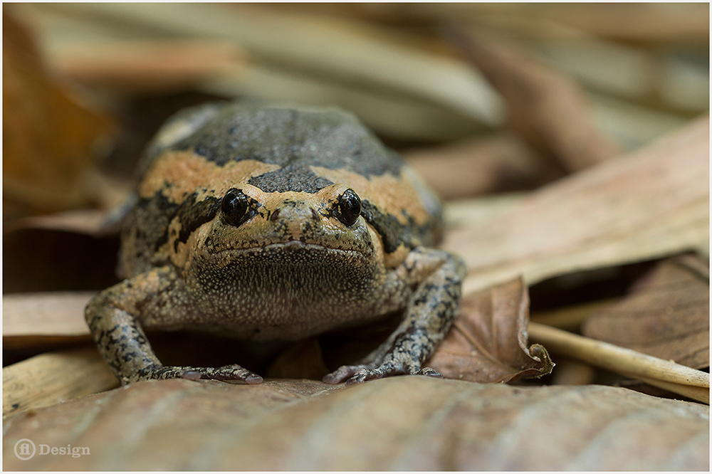 A brown frog faces the camera among fallen leaves - The colors of Thailand by Frank Leinz