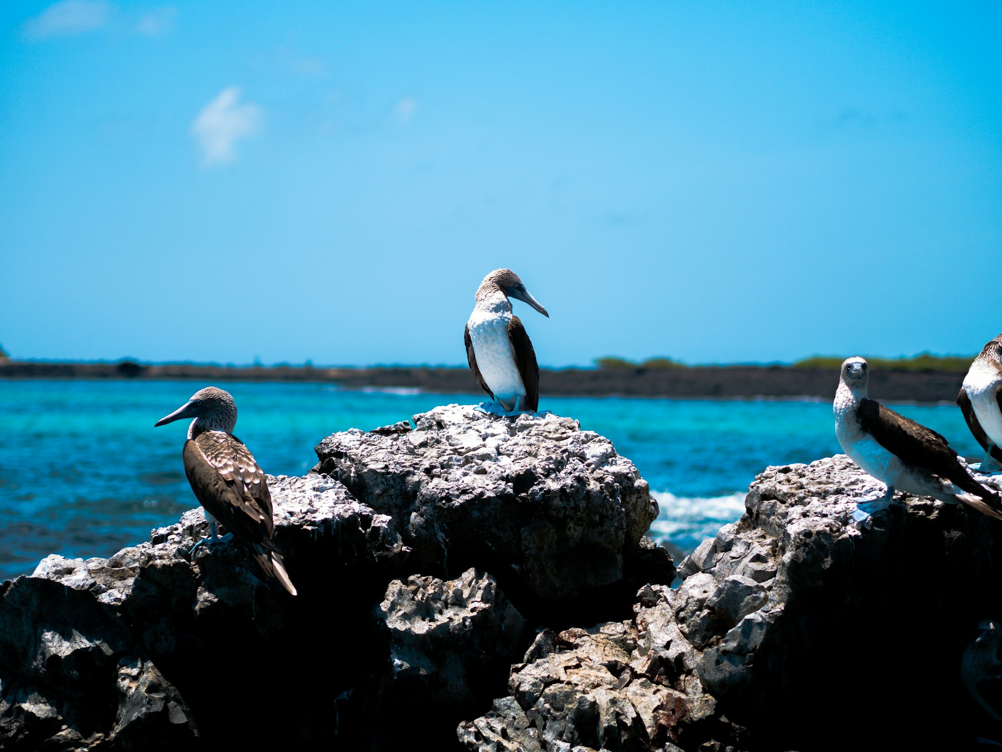 Blue-footed boobies on rocks above turquoise water, Isabela Island, Galapagos