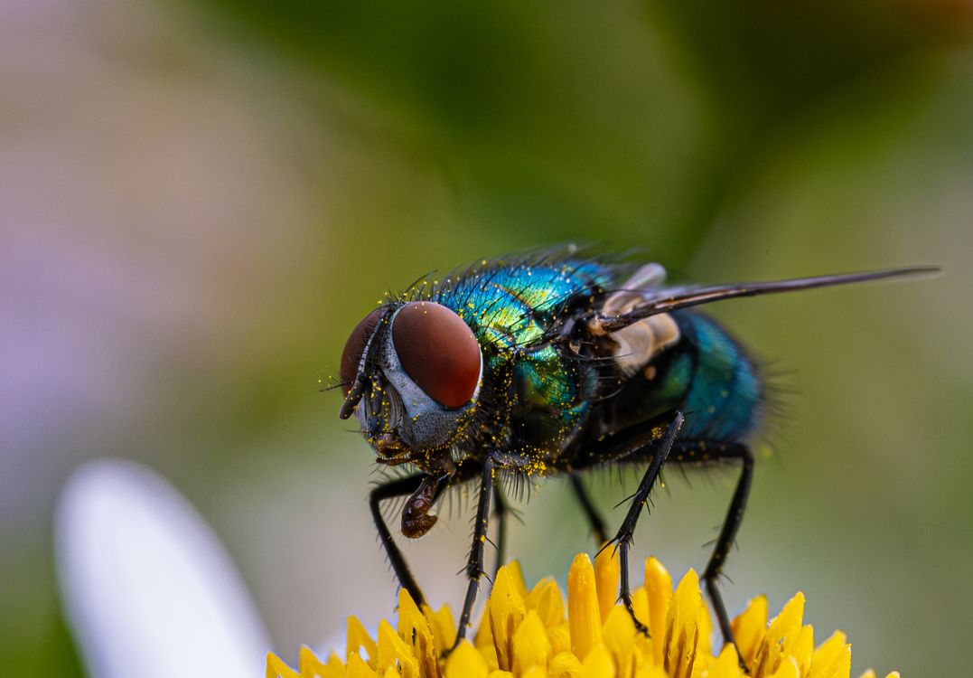 Close-up of a metallic blue-green fly perched on the yellow petals of a flower, with the background softly blurred