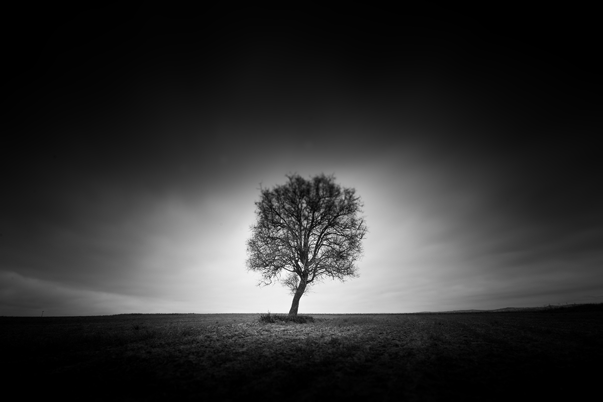 A solitary bare tree stands in an open field in a black-and-white photograph.