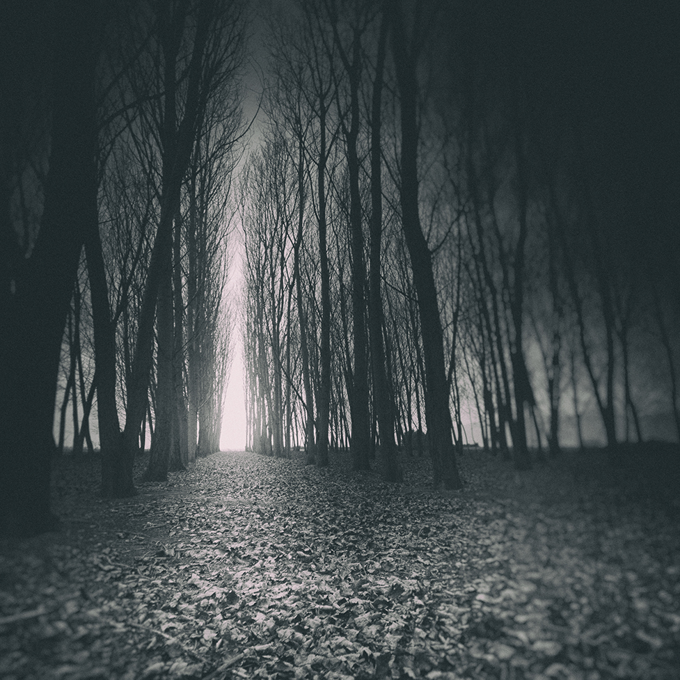 A leaf-covered path passes between rows of bare trees in a dark forest.