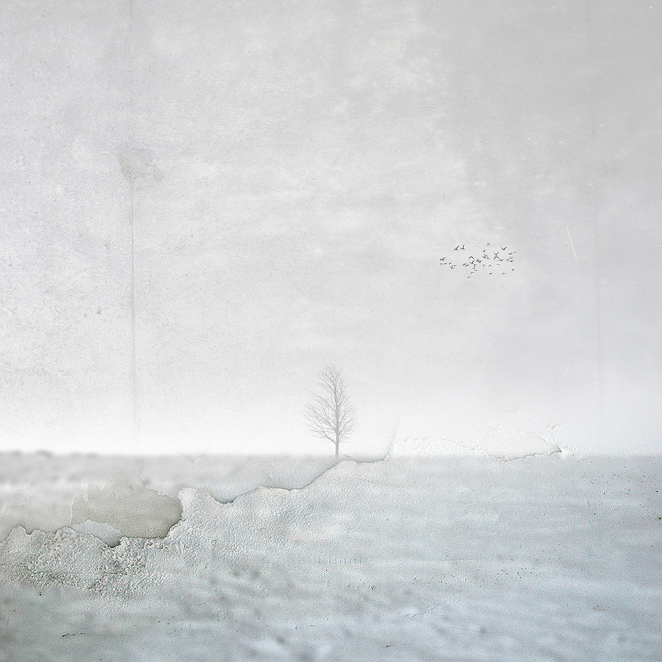 A small bare tree and a flock of birds stand out in a pale winter landscape.