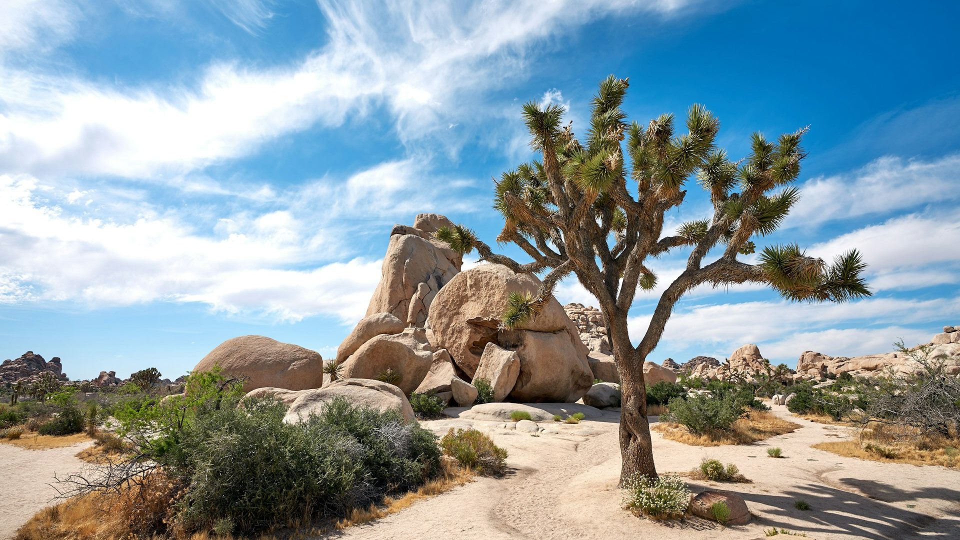 A Joshua tree beside a pile of rounded boulders under a bright blue sky