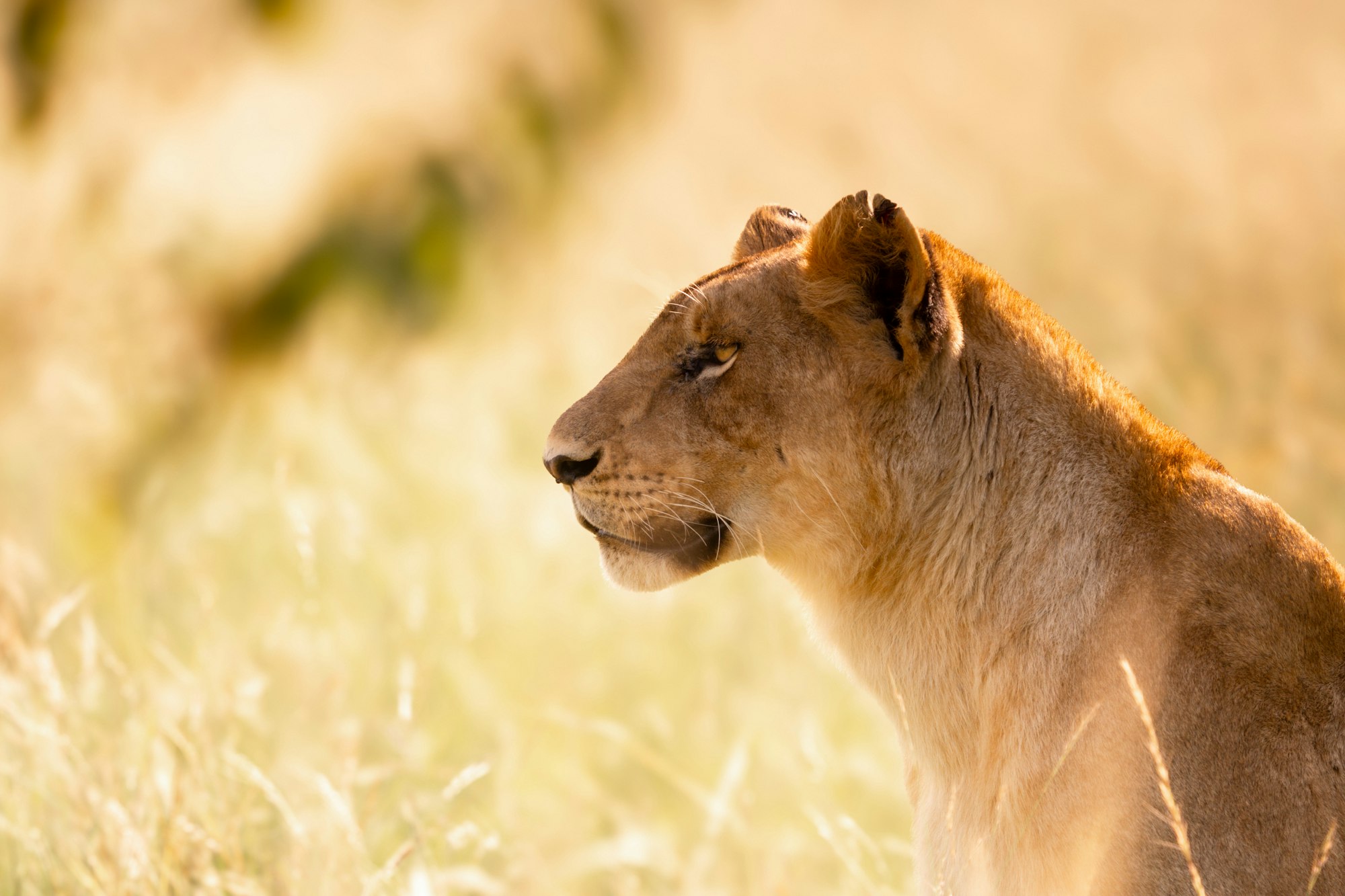 Lioness resting in golden grass at sunset