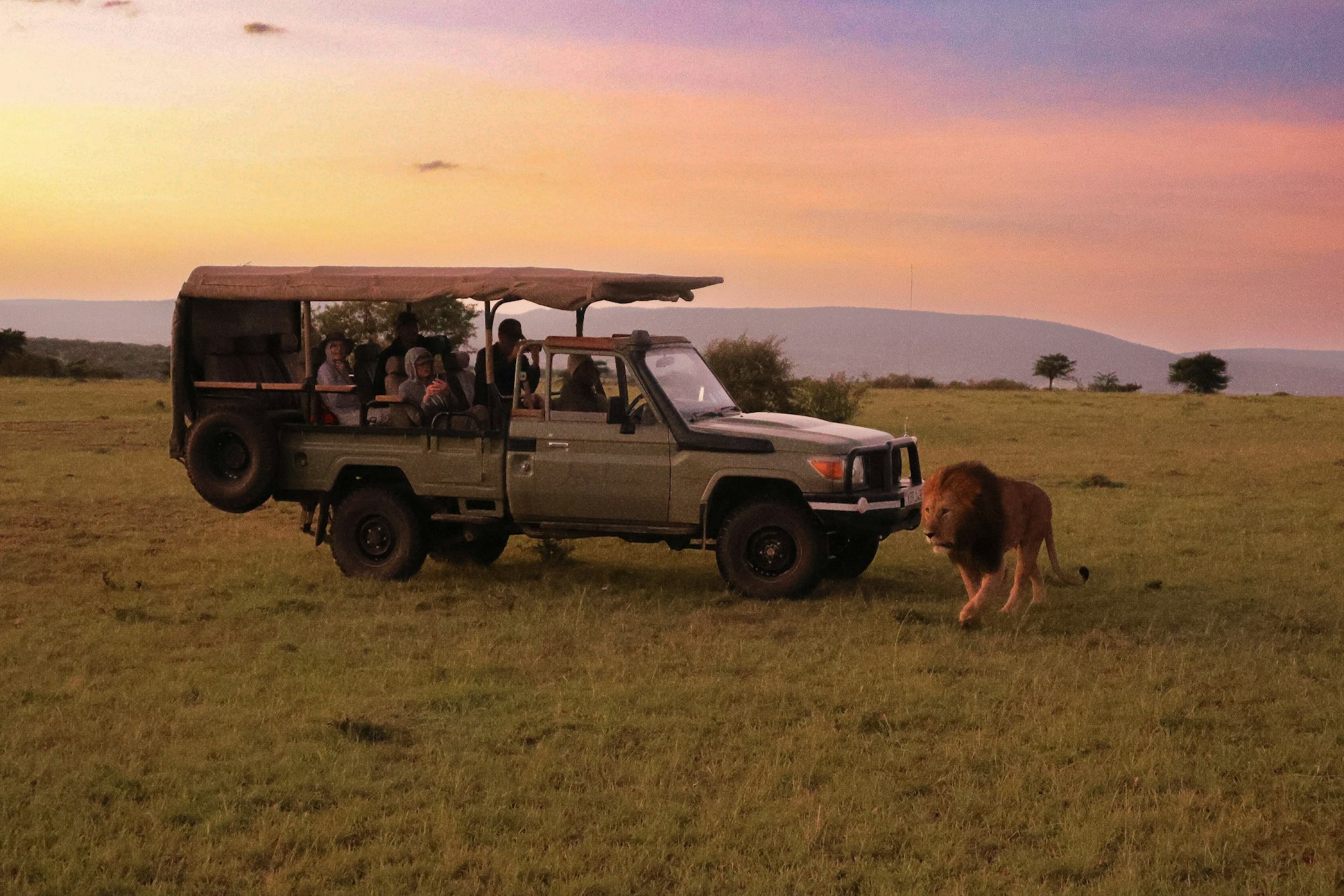 Male lion walking beside a safari jeep at dusk in Naboisho Conservancy, Kenya