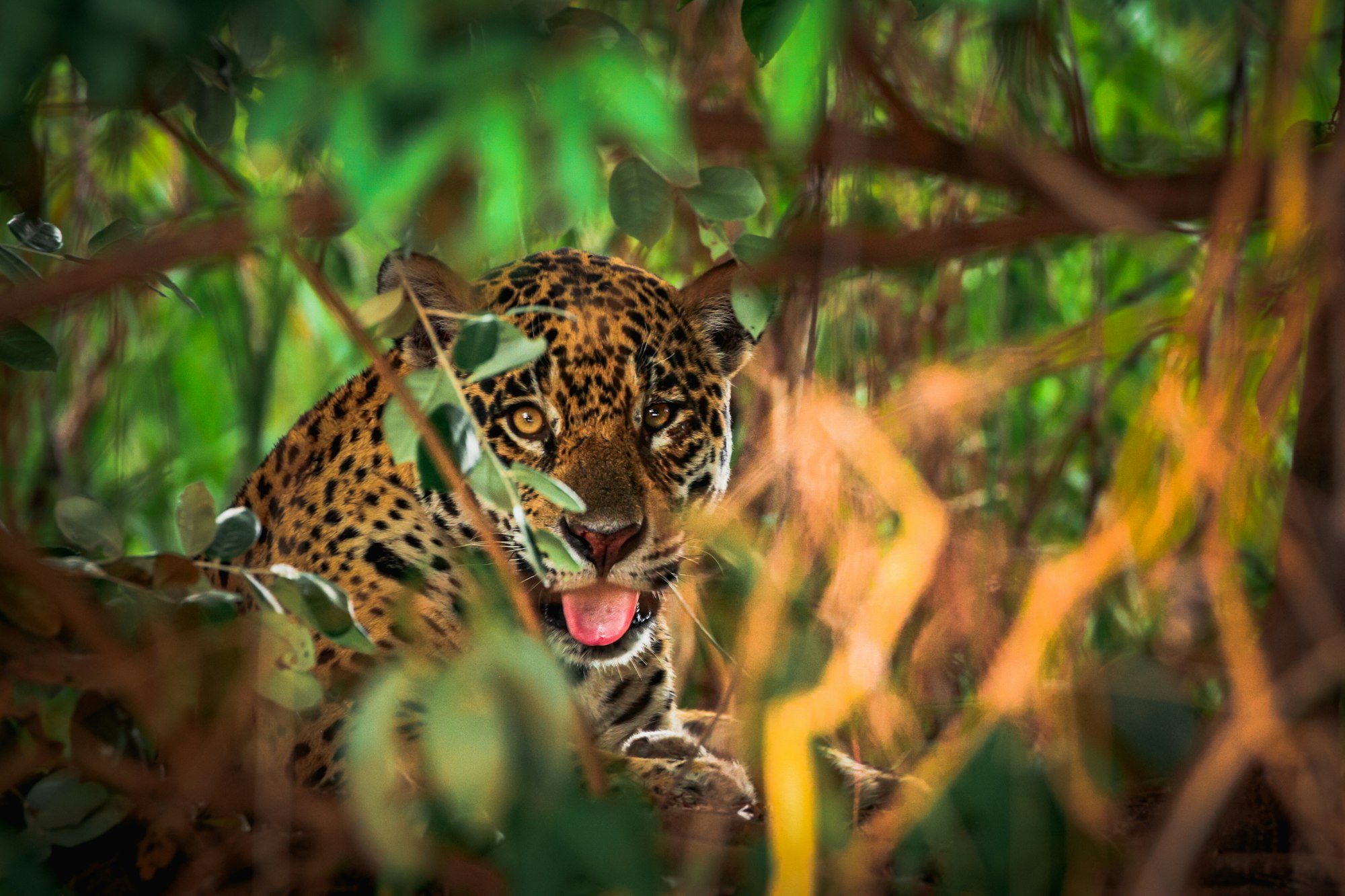 Jaguar looking through green and orange leaves in the Pantanal, Brazil