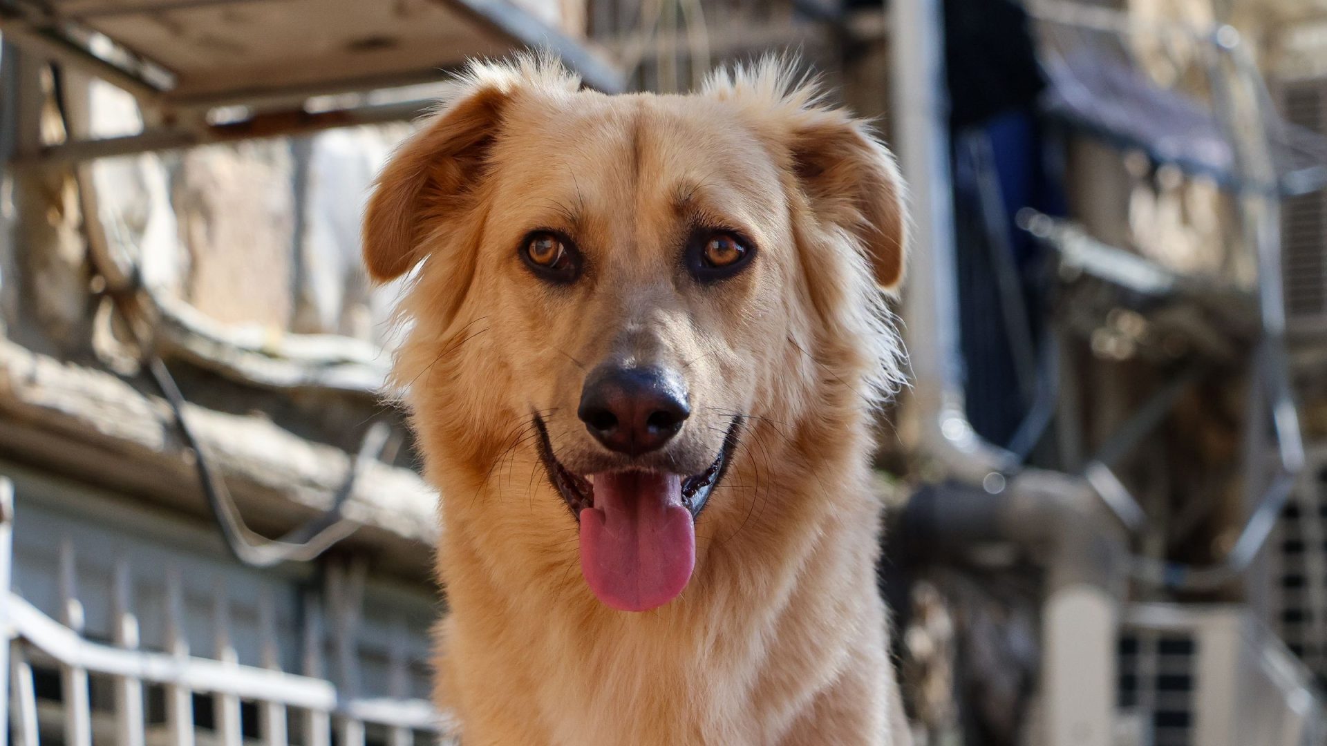 Golden dog looking toward the camera with its tongue out against a softly blurred urban background