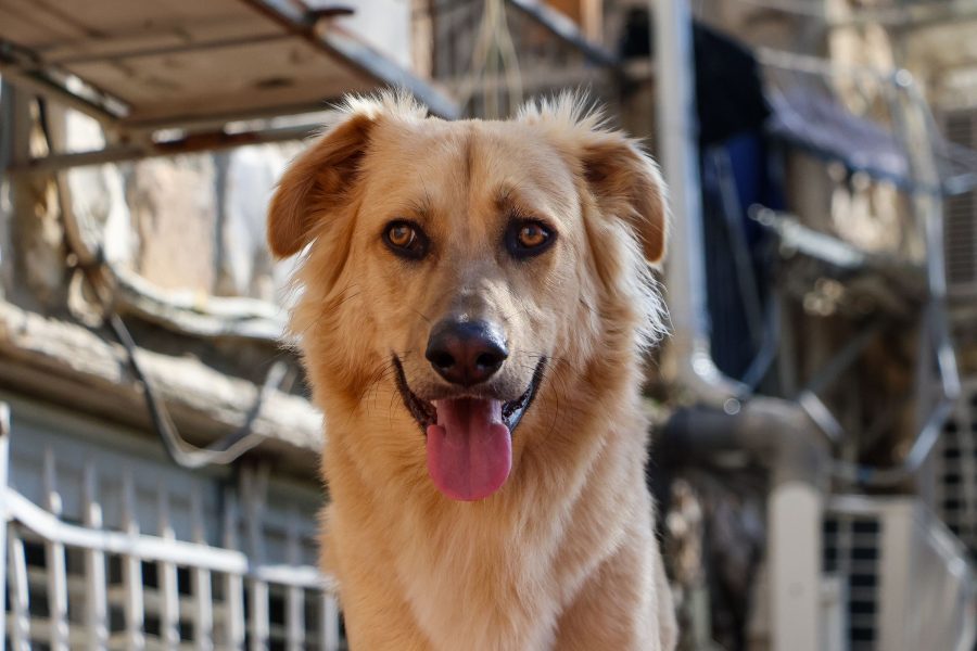 Golden dog looking toward the camera with its tongue out against a softly blurred urban background