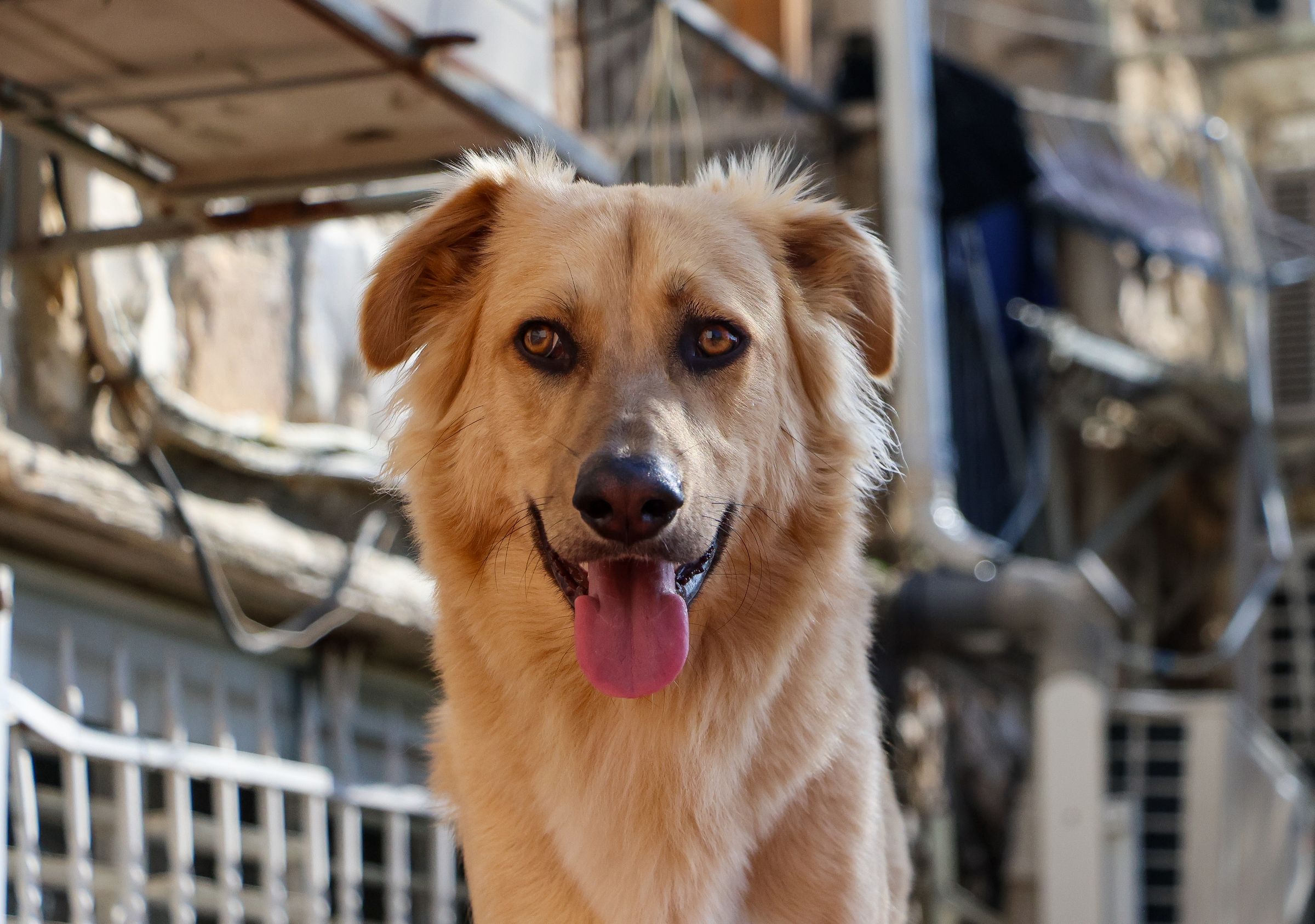 Pet Photography Guide