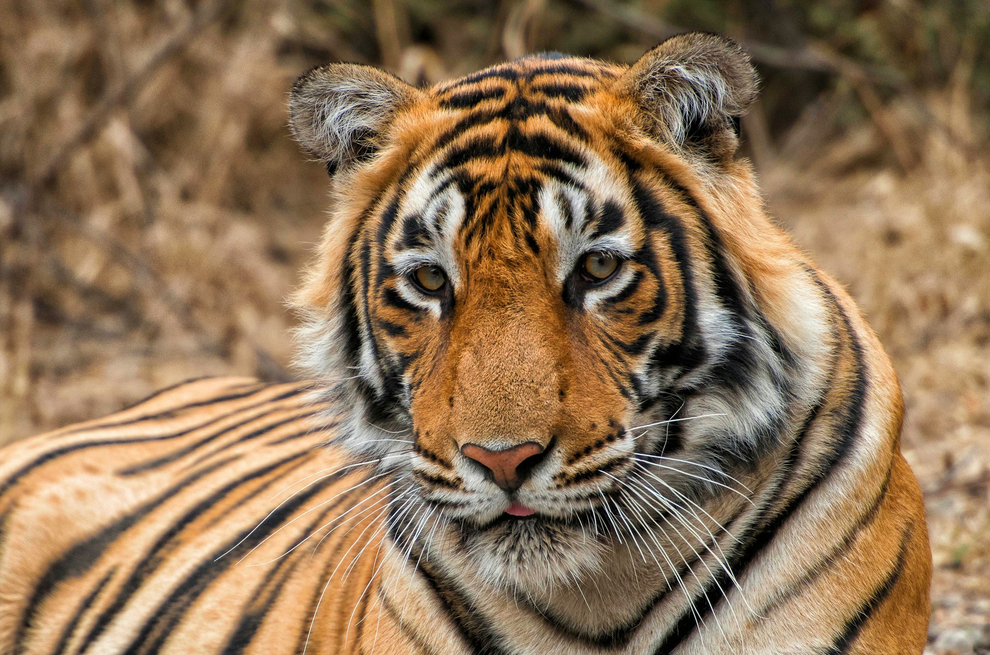 Bengal tiger in Ranthambore National Park, India