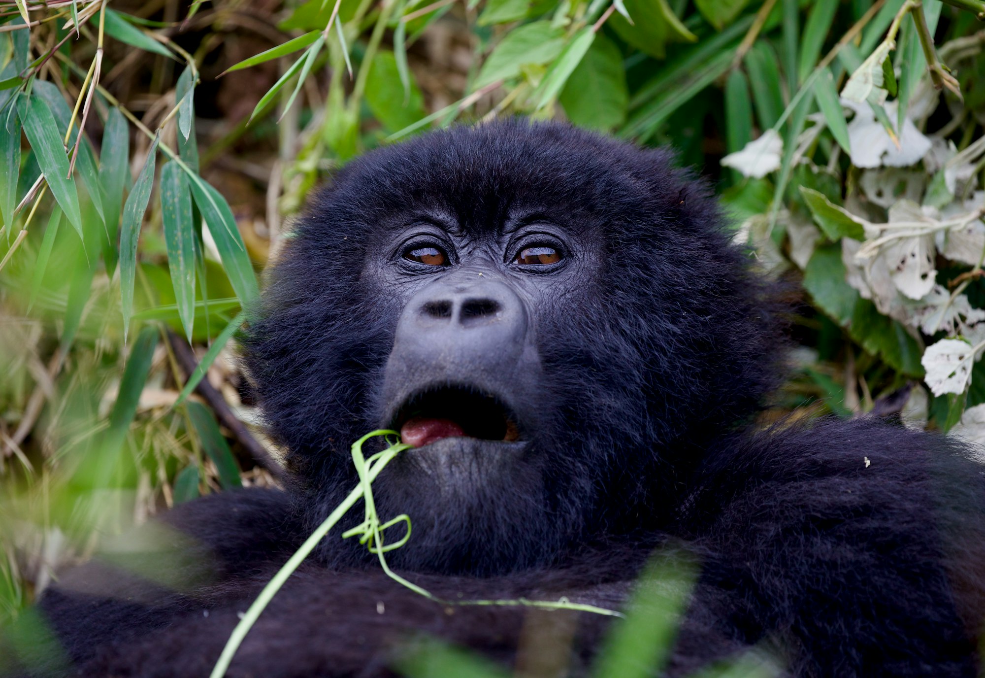 Mountain gorilla in the forest in Rwanda