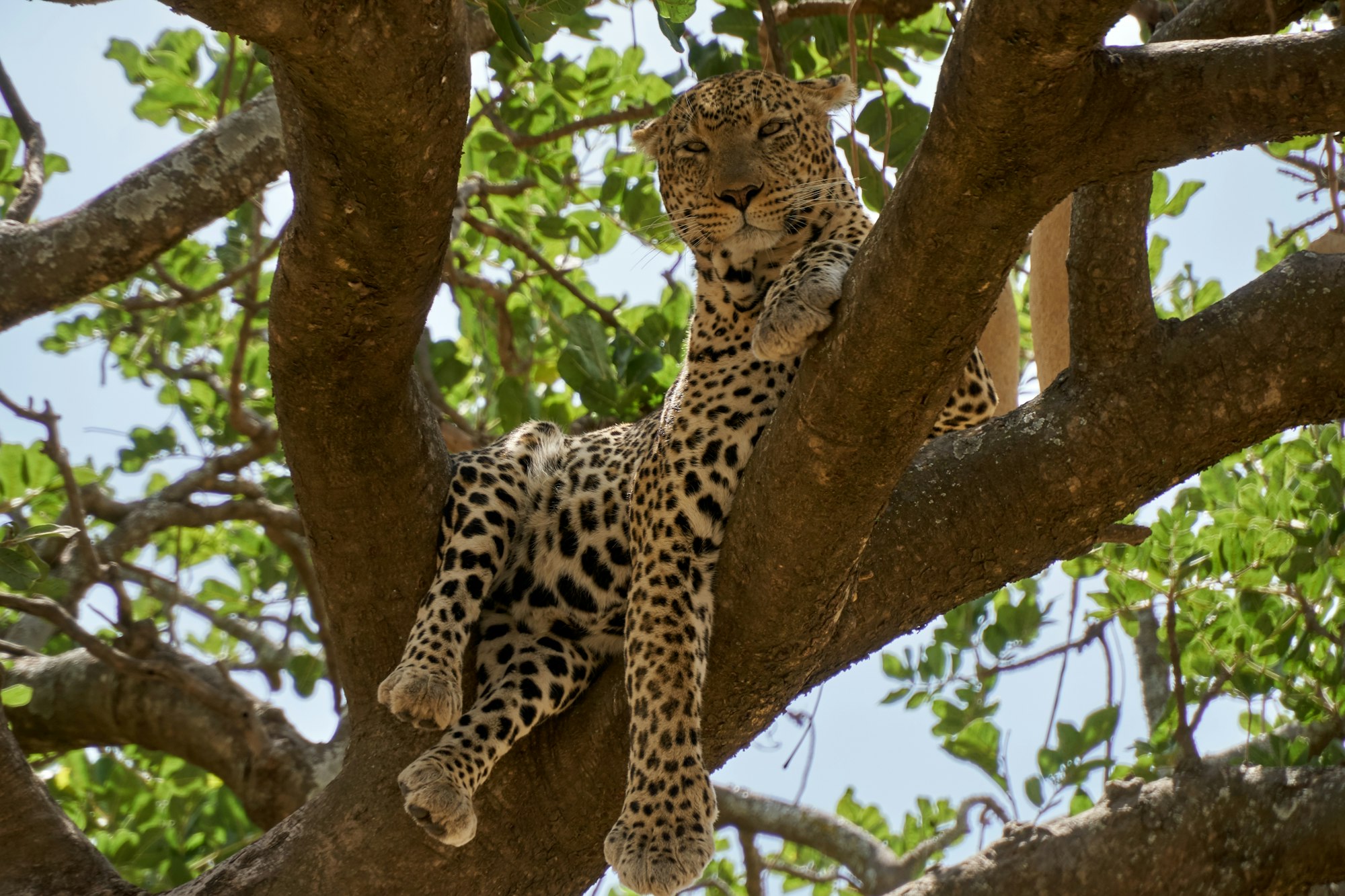 Leopard resting on a tree branch in the Serengeti, Tanzania