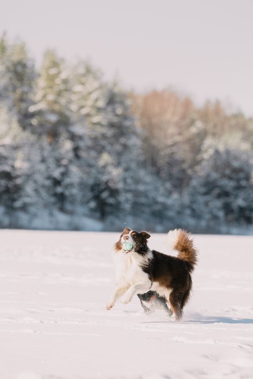 Pet Photography Tips: Focus, Exposure and Action