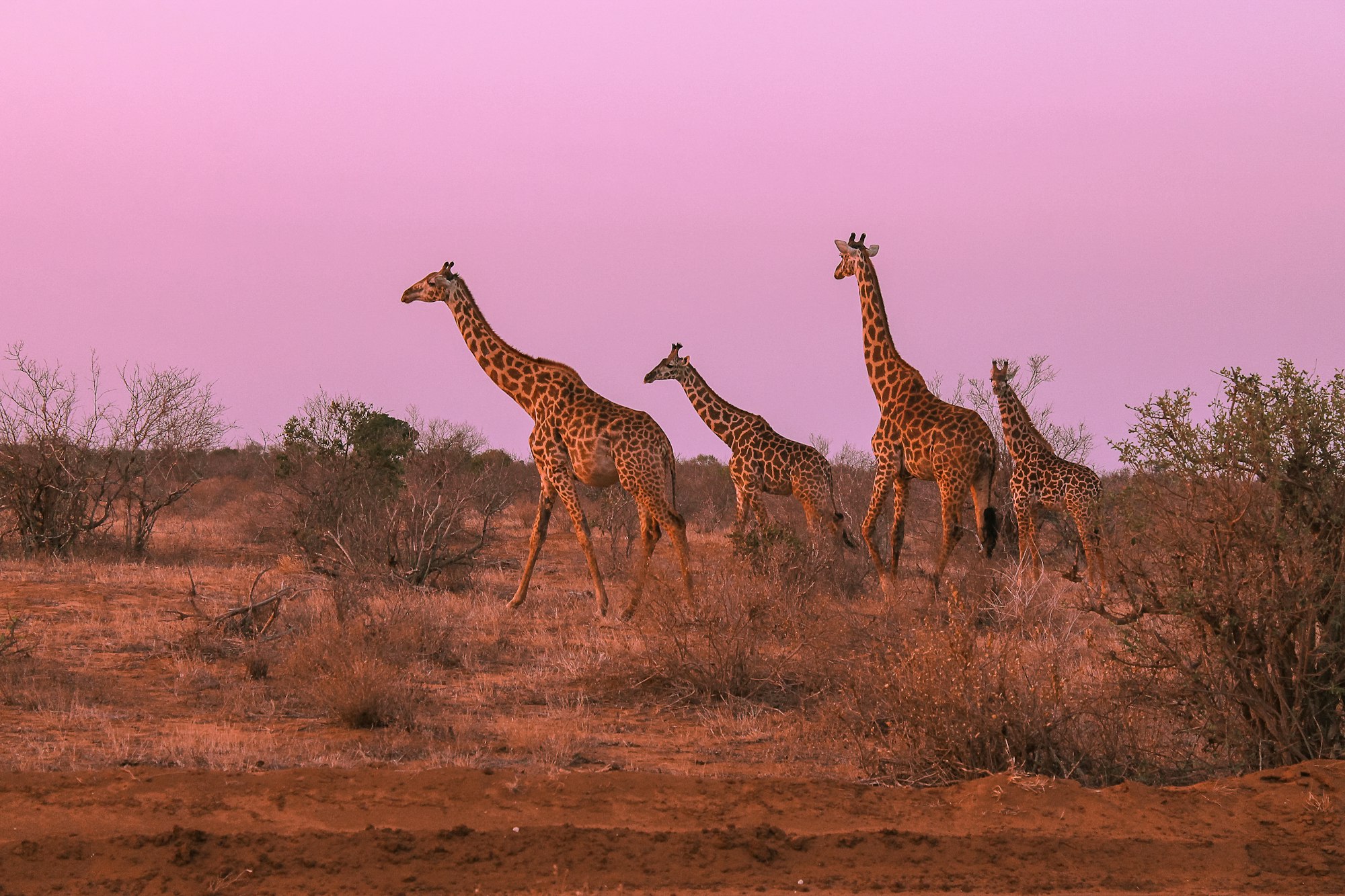 Giraffes walking across dry grass at sunset in Tsavo East National Park, Kenya