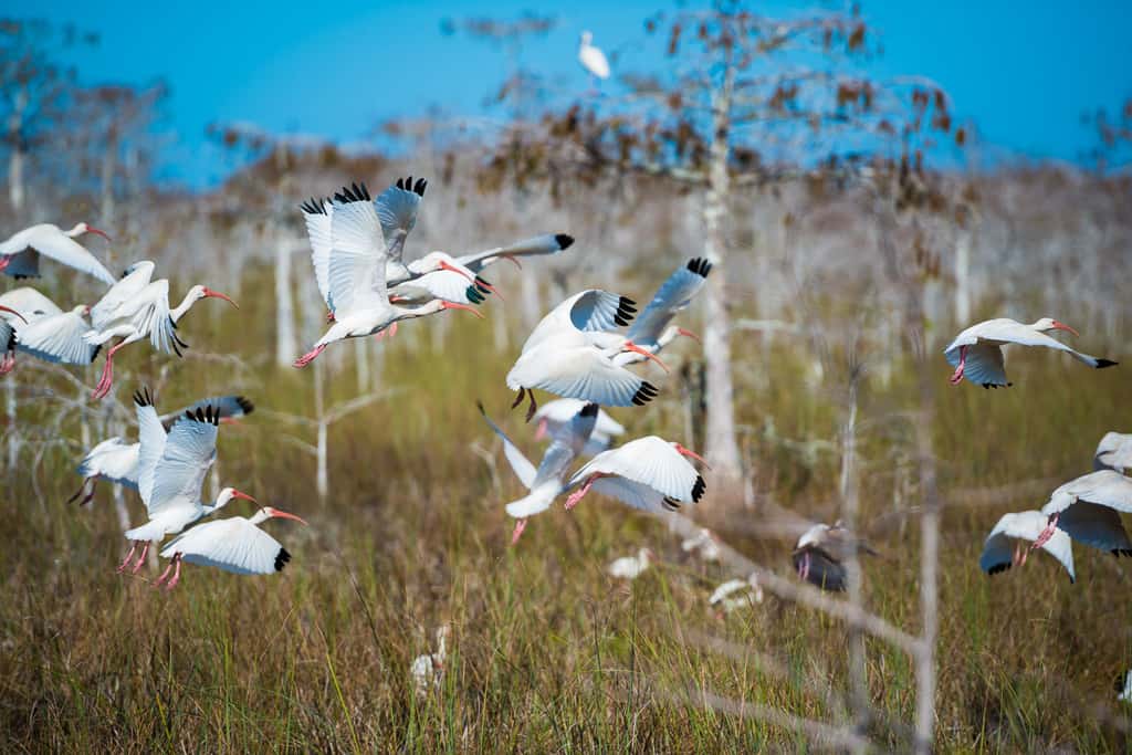 Canon R6 II Wildlife Photography Settings: Full Guide