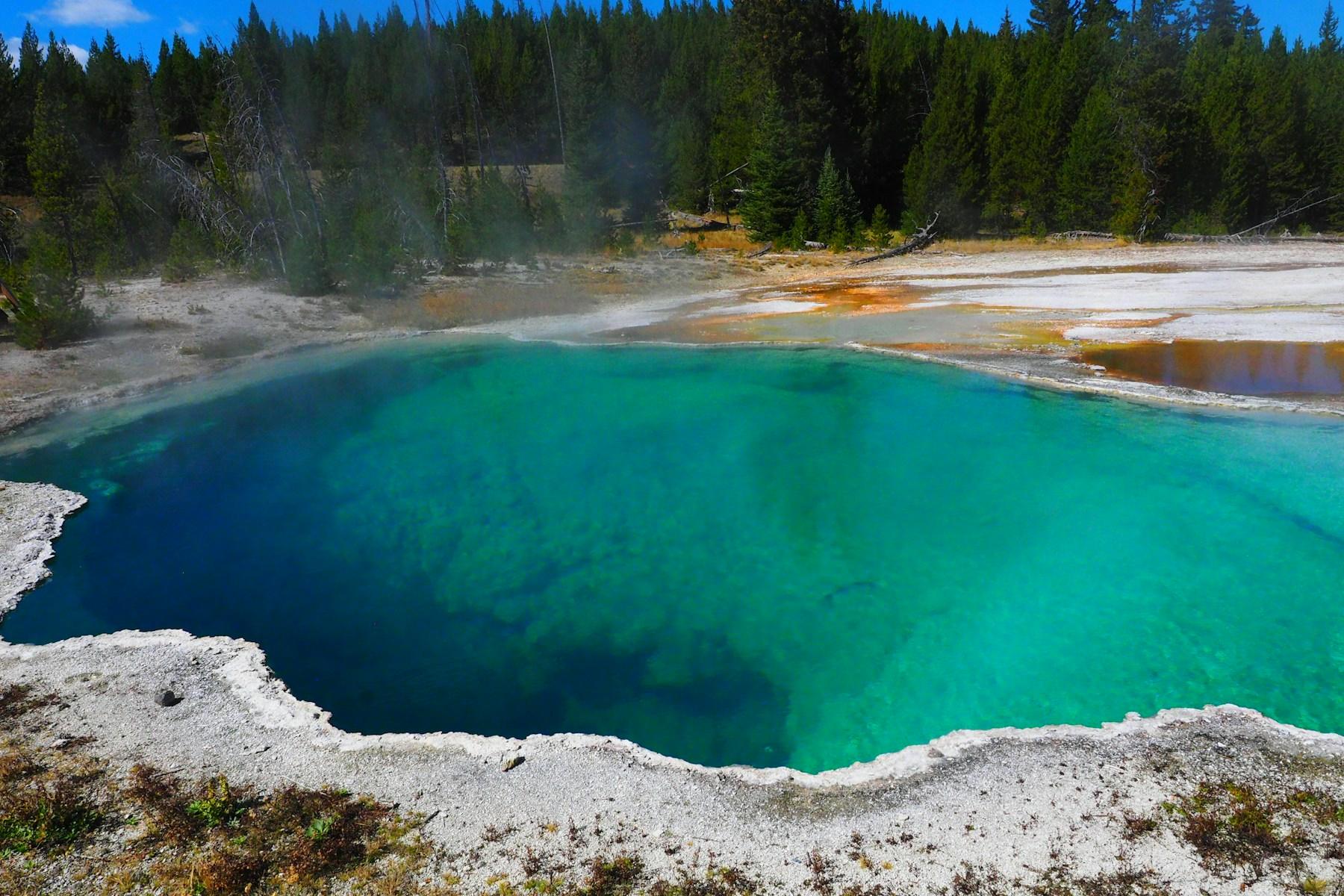 Turquoise hot spring ringed by pale mineral deposits and evergreen forest in Yellowstone National Park.