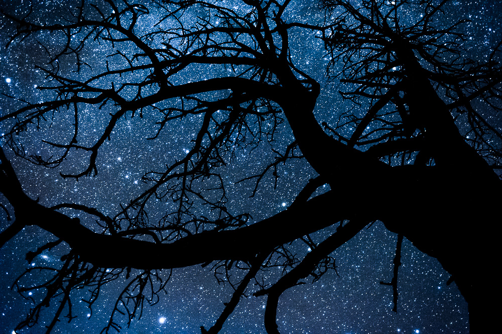 Dark tree branches spread across a blue night sky dotted with stars.
