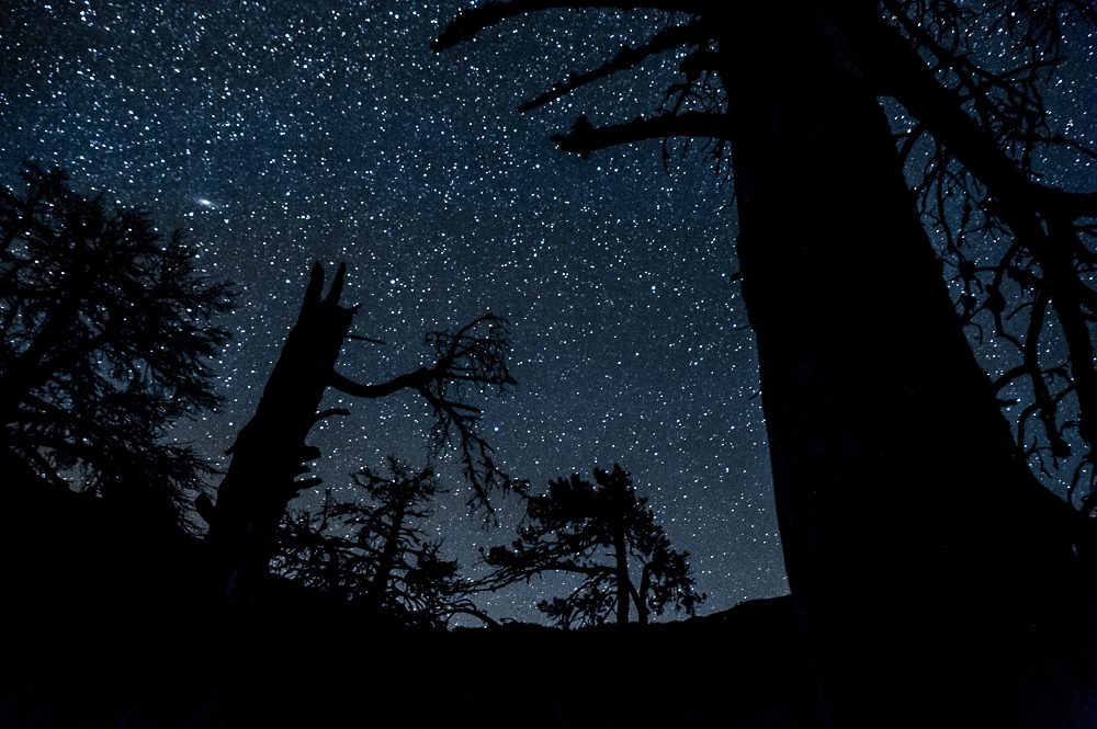 Tall tree trunks silhouetted against a dense star-filled sky.